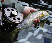 Fish in hand
