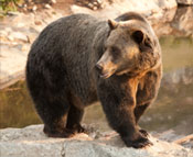 Grizzly bear