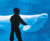 Young boy looking at a beluga whale