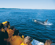 Whale watching